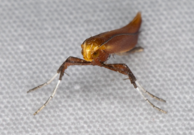 Caloptilia alnicolella? Gracillariidae