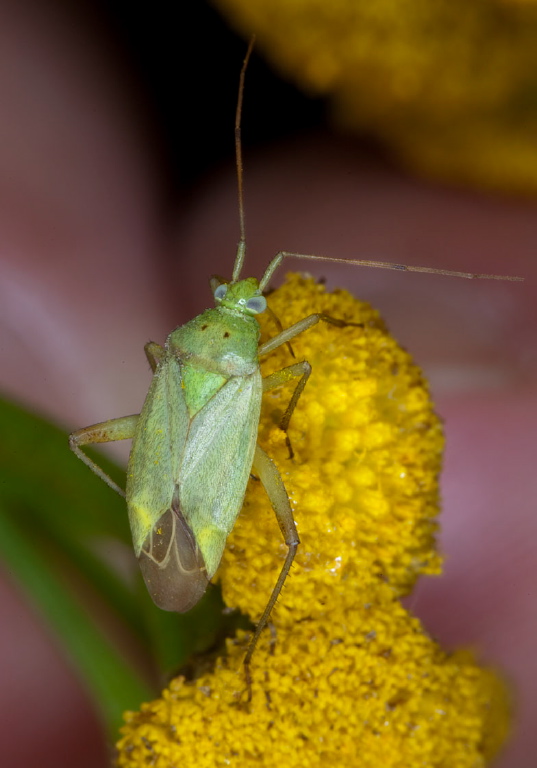 Closterotomus norvegicus Miridae