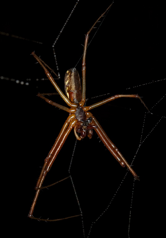 Tetragnatha sp? Tetragnathidae