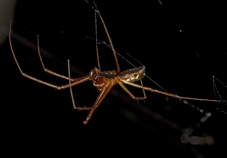 Tetragnatha sp? Tetragnathidae