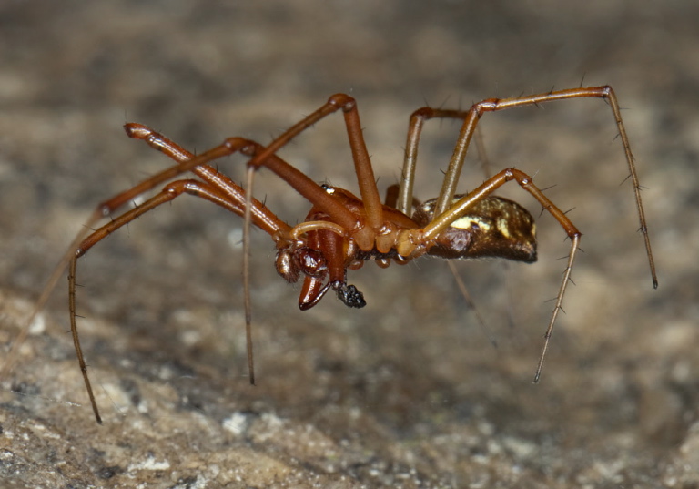 Tetragnatha sp? Tetragnathidae