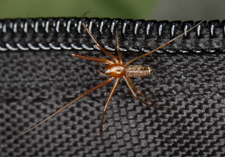 Tetragnatha sp? Tetragnathidae