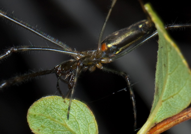 Tetragnatha elongata Tetragnathidae