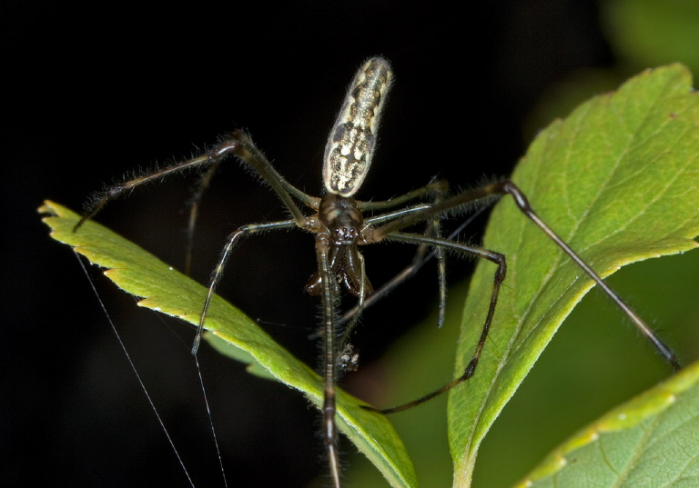 Tetragnatha elongata Tetragnathidae