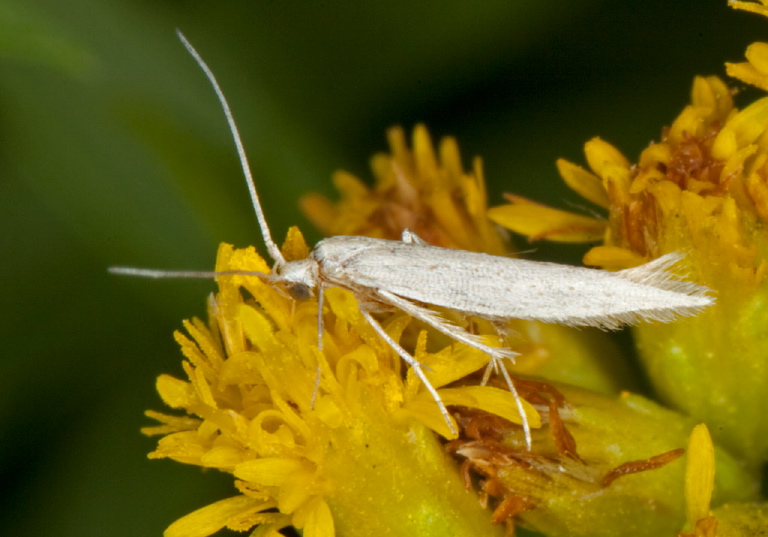 Coleophora sp. Coleophoridae