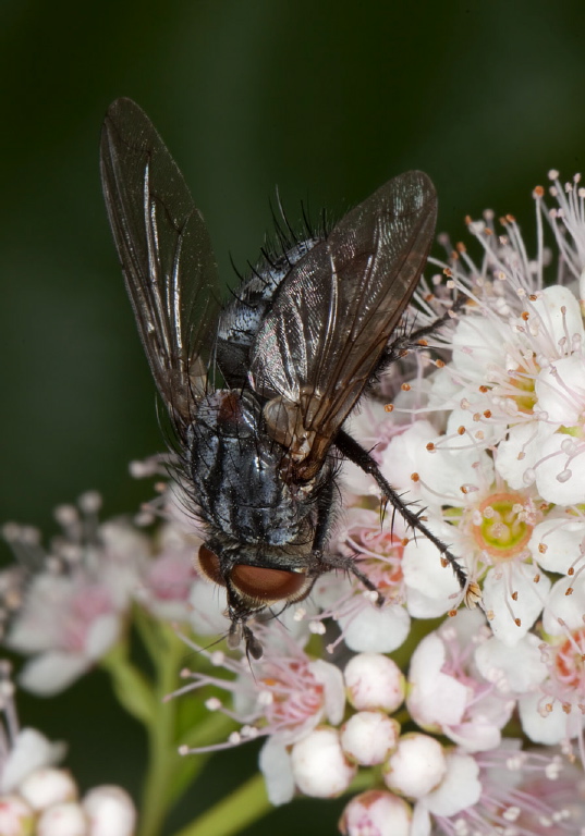 Xanthophyto sp.? Tachinidae