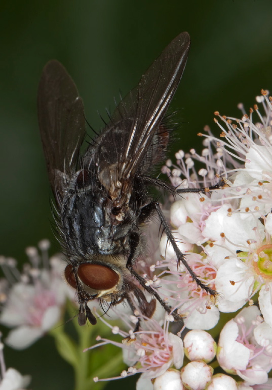 Xanthophyto sp.? Tachinidae