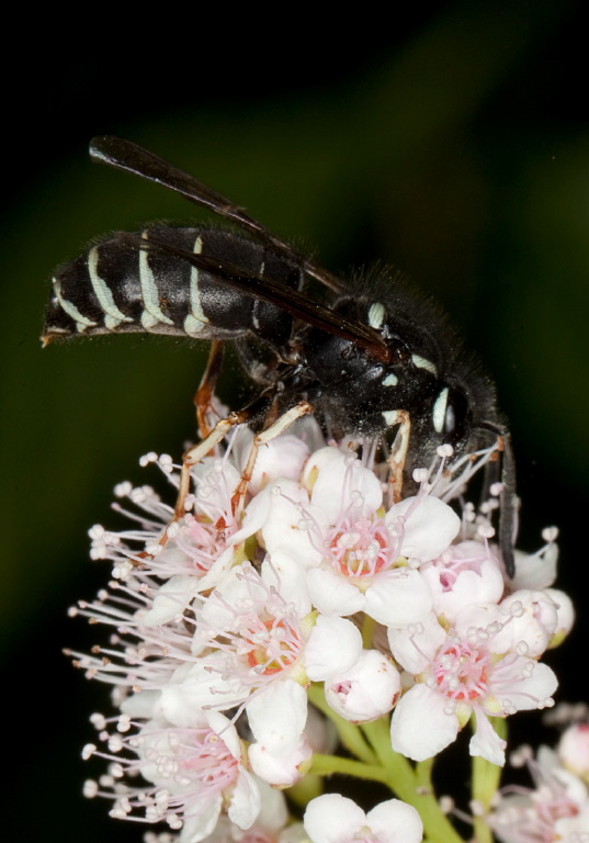 Vespula consobrina Vespidae