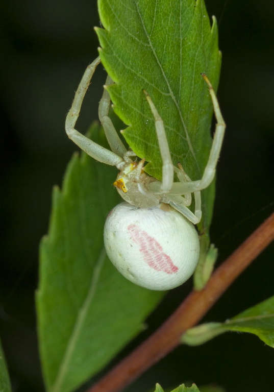 Misumena vatia Thomisidae