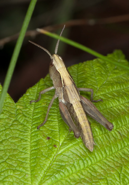 Chorthippus curtipennis Acrididae