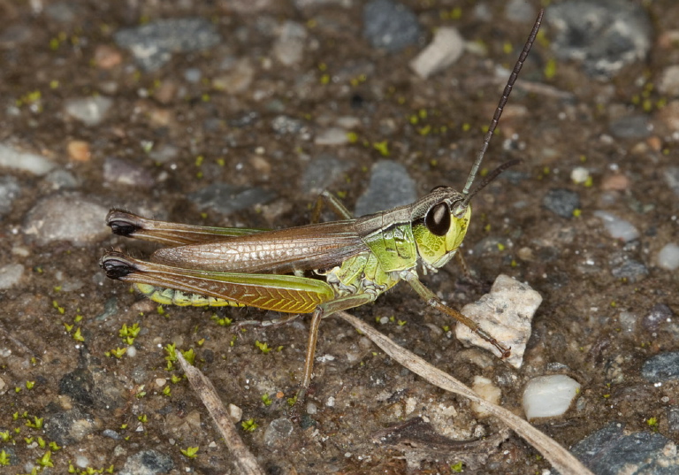 Chorthippus curtipennis Acrididae