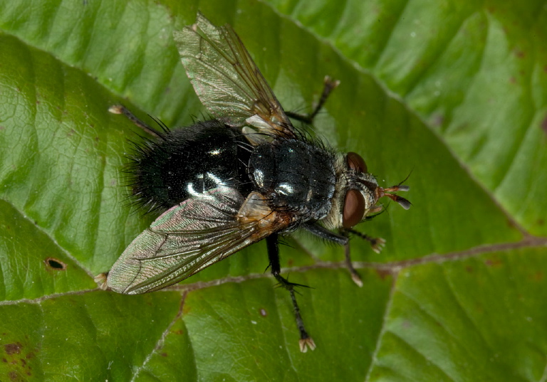   Tachinidae