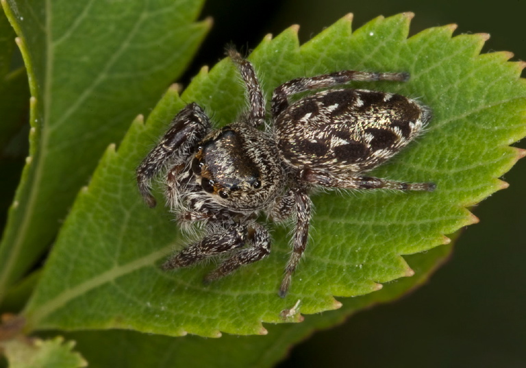 Pelegrina sp.? Salticidae