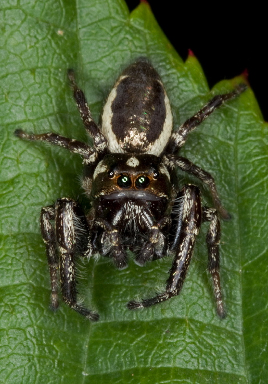 Eris militaris Salticidae