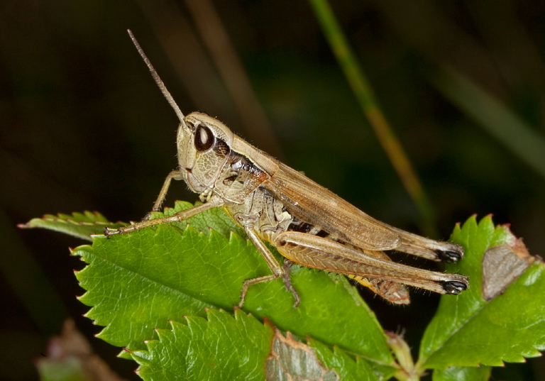 Chorthippus curtipennis Acrididae