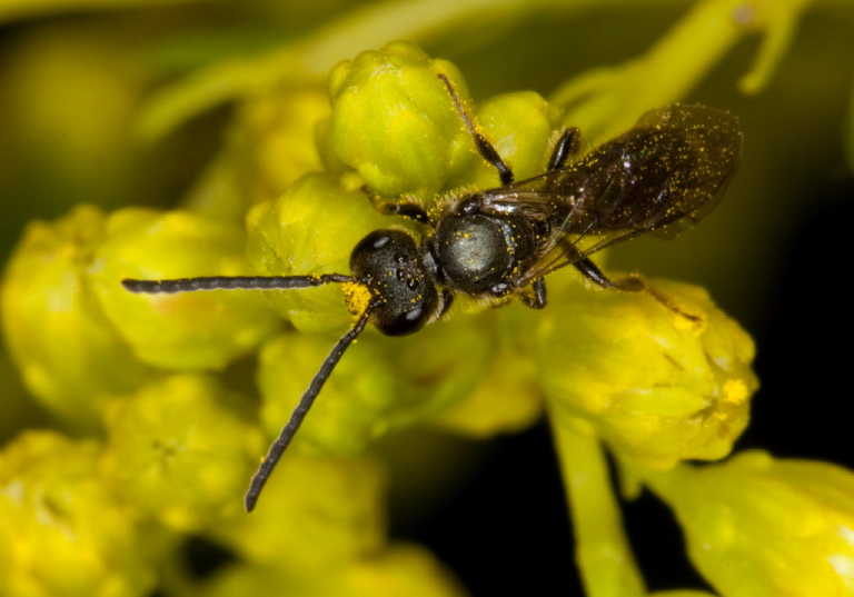 Lasioglossum sp. Halictidae