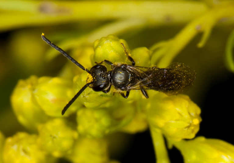 Lasioglossum sp. Halictidae