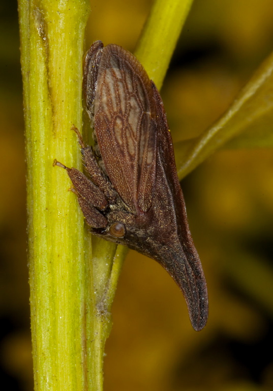 Campylenchia latipes Membracidae