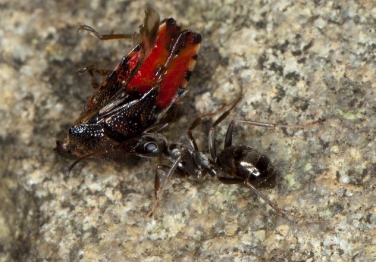 Formica glacialis Formicidae