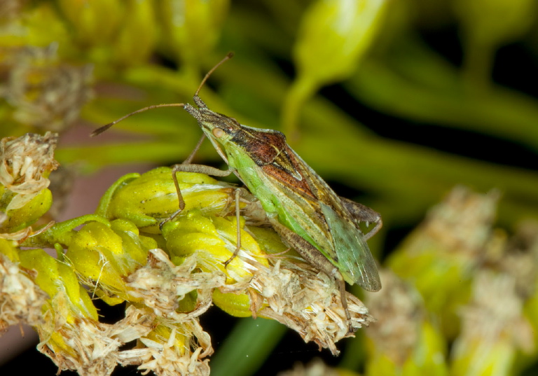 Harmostes reflexulus Rhopalidae