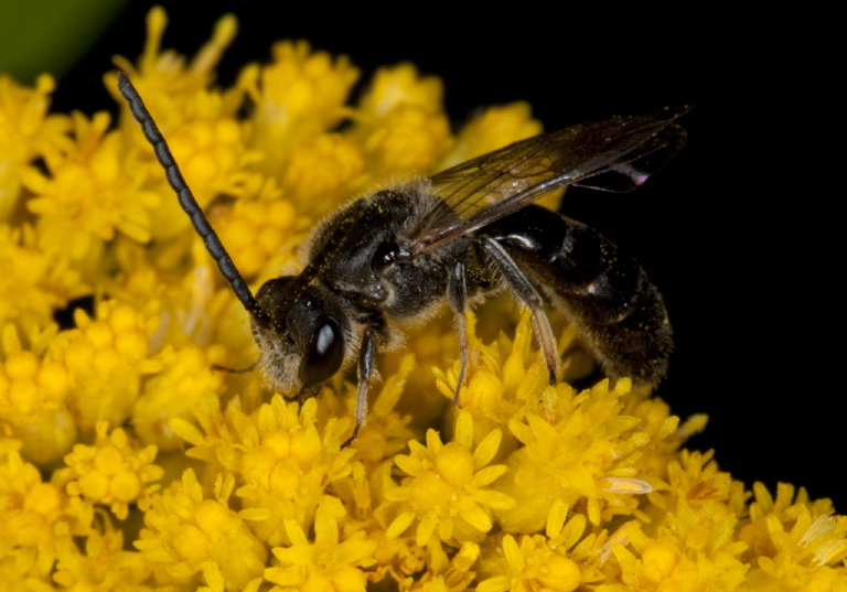 Lasioglossum sp. Halictidae