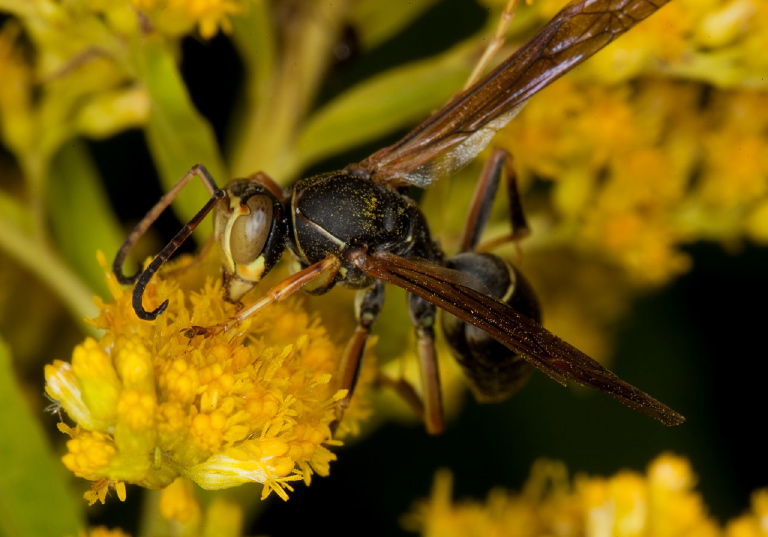 Polistes fuscatus Vespidae