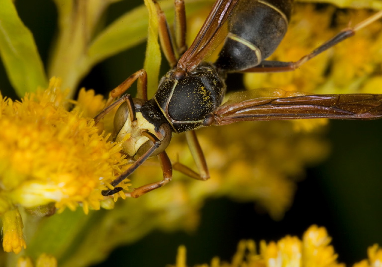 Polistes fuscatus Vespidae