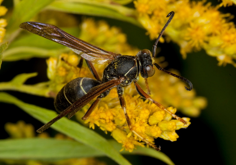 Polistes fuscatus Vespidae