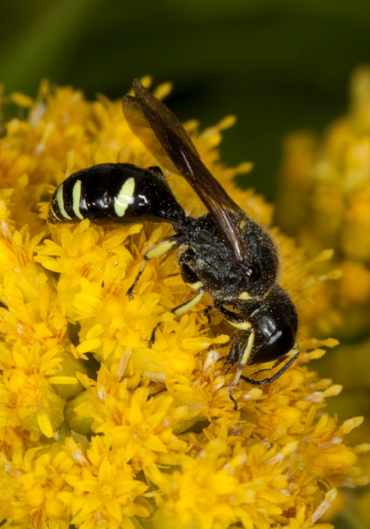 Ectemnius (Hypocrabro) continuus? Crabronidae