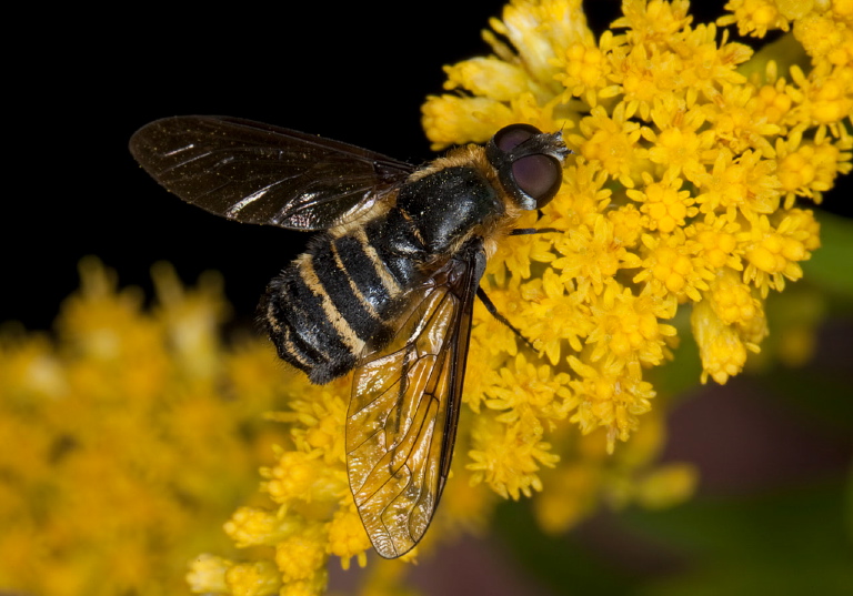 Villa lateralis? Bombyliidae