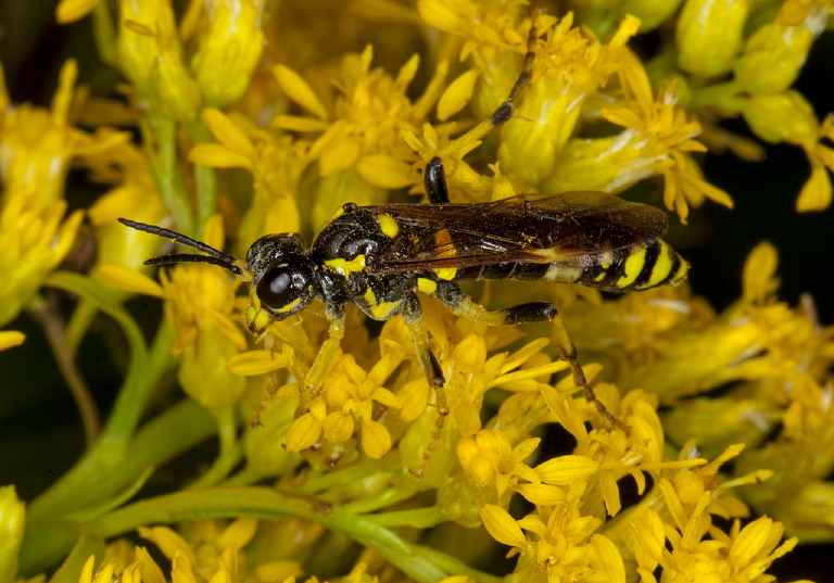 Tenthredo basilaris Tenthredinidae