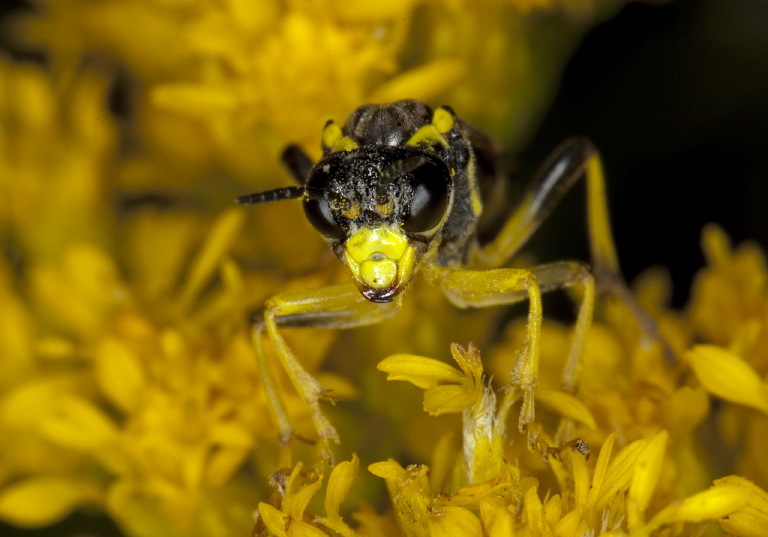 Tenthredo basilaris Tenthredinidae