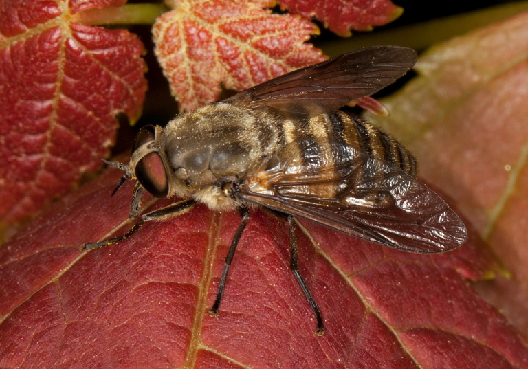 Stonemyia tranquilla? Tabanidae