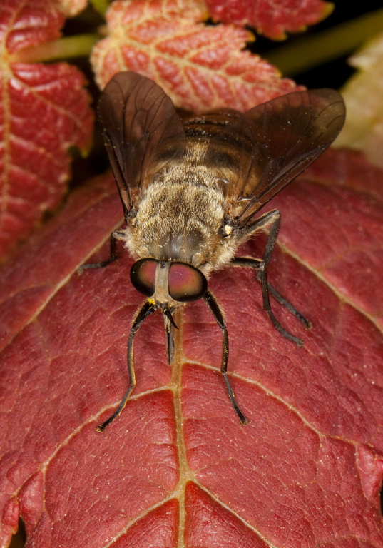 Stonemyia tranquilla? Tabanidae