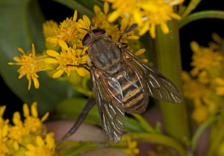 Stonemyia tranquilla? Tabanidae