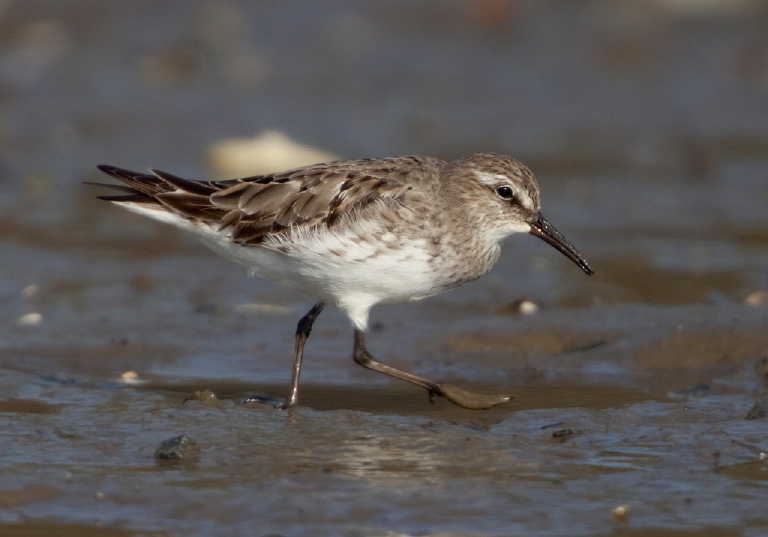 Calidris fuscicollis Scolopacidae