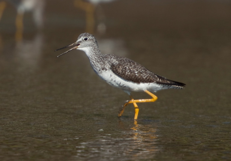 Tringa melanoleuca Scolopacidae