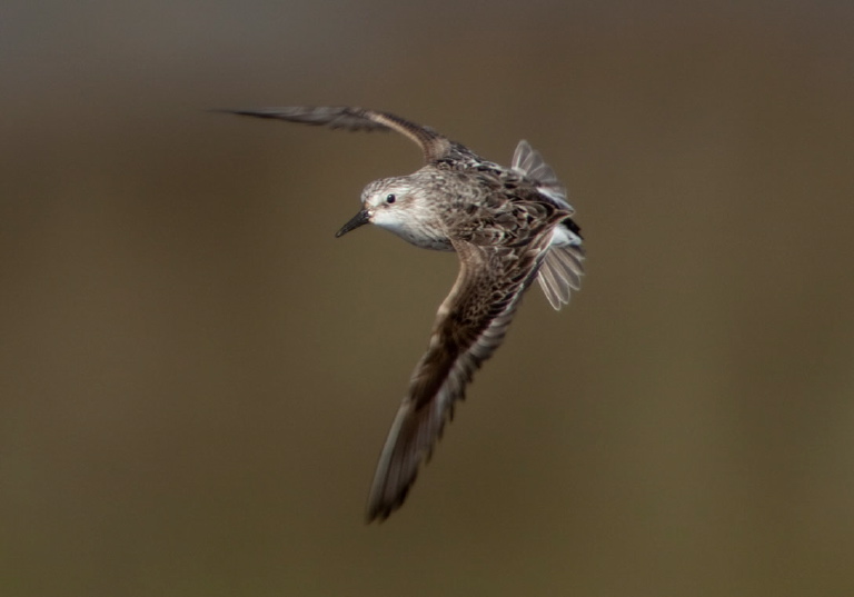 Calidris pusilla Scolopacidae