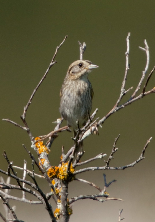 Ammodramus nelsoni Emberizidae