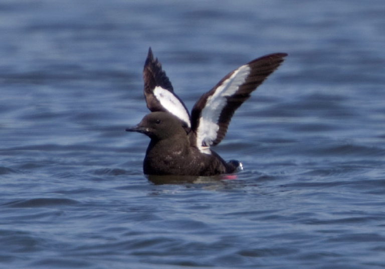 Cepphus grylle Alcidae