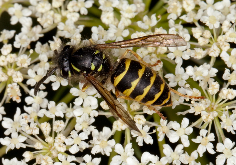 Vespula alascensis Vespidae