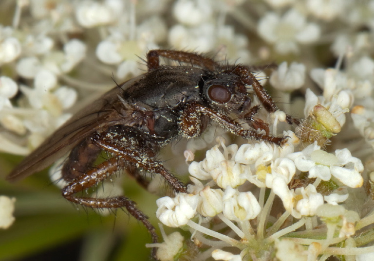 Coelopa frigida? Coelopidae