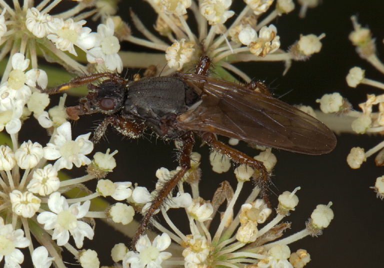 Coelopa frigida? Coelopidae