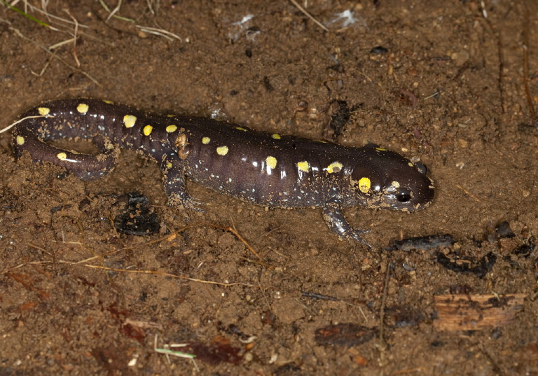 Ambystoma maculatum Ambystomatidae