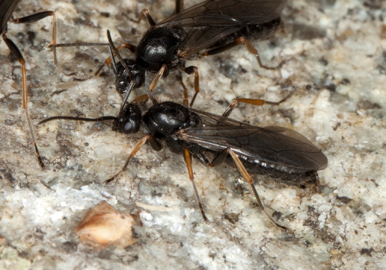 Formica neogagates Formicidae