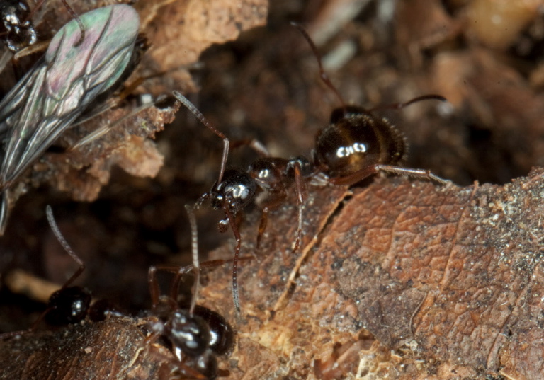 Formica neogagates Formicidae