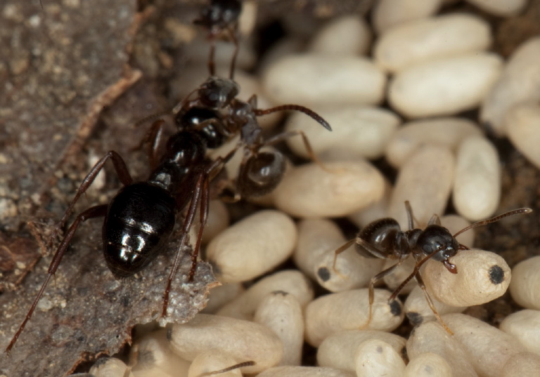 Lasius (Lasius) alienus Formicidae