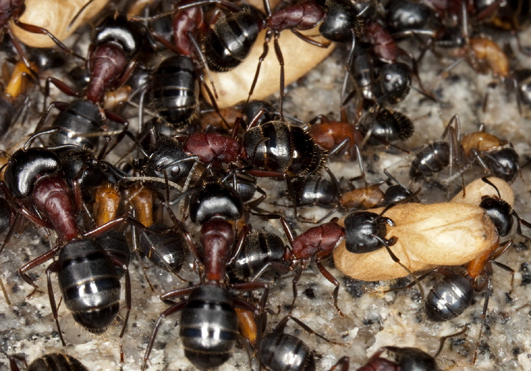 Camponotus (Camponotus) novaeboracensis Formicidae