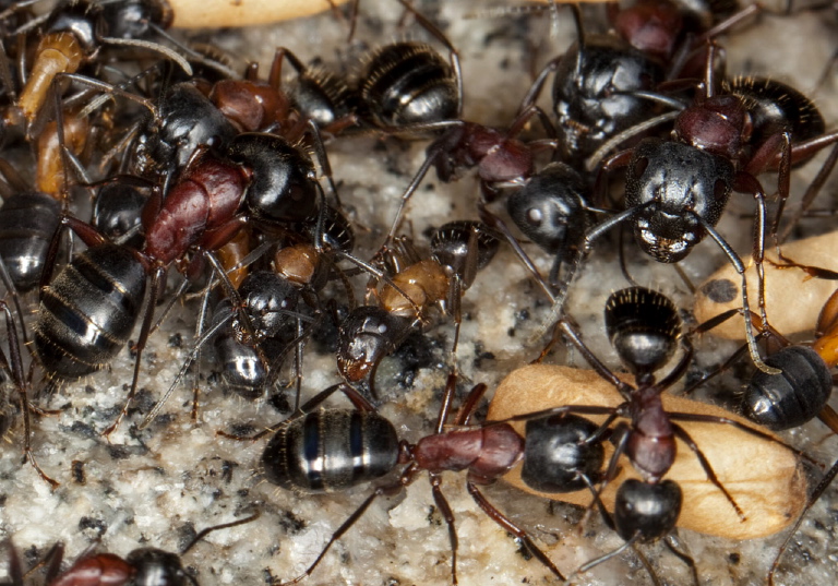 Camponotus (Camponotus) novaeboracensis Formicidae