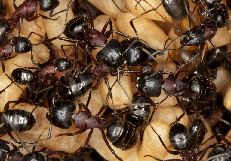 Camponotus (Camponotus) novaeboracensis Formicidae